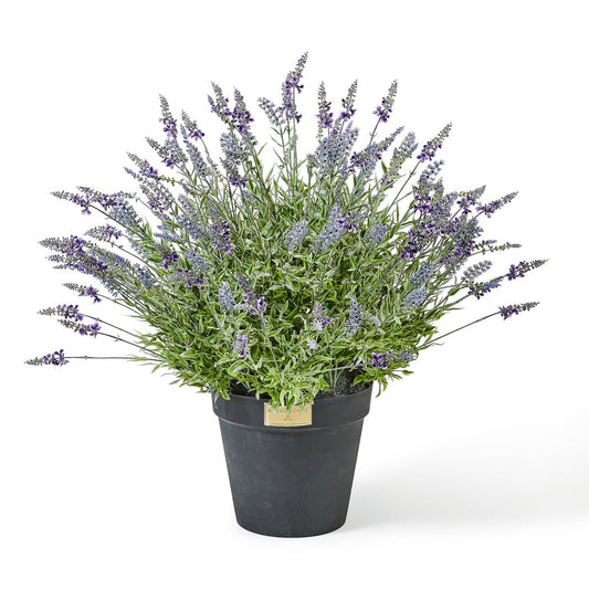 MacKenzie-Childs Lavender Urn Filler