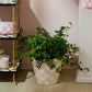 Rosy Check Extra Large Garden Pot